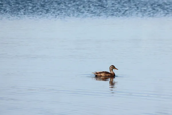 À la surface de la rivière . — Photo