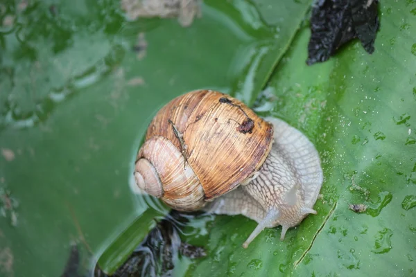 Vigne d'escargot — Photo