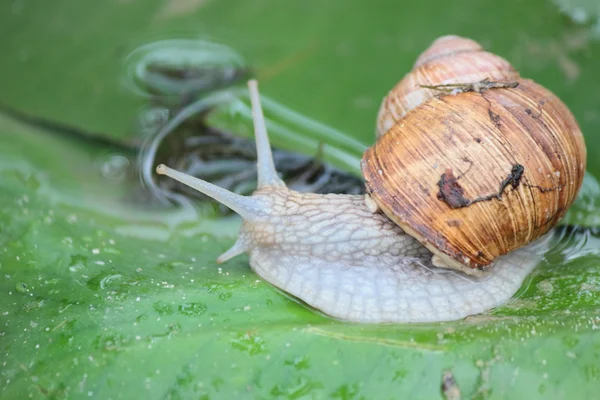 蜗牛藤 — 图库照片