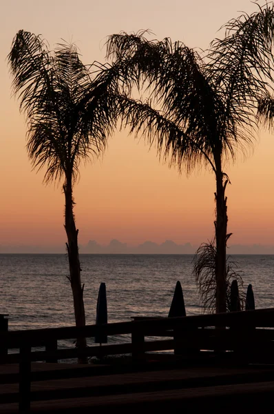 Due palme nel tramonto — Foto Stock