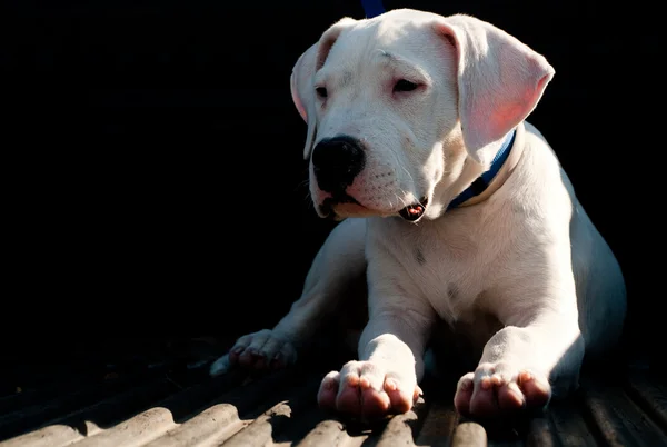 Dogo argentino yavrusu