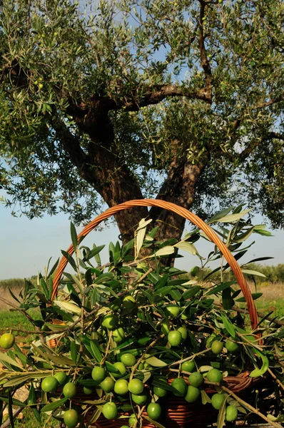 Korb mit Oliven und Olivenbäumen — Stockfoto