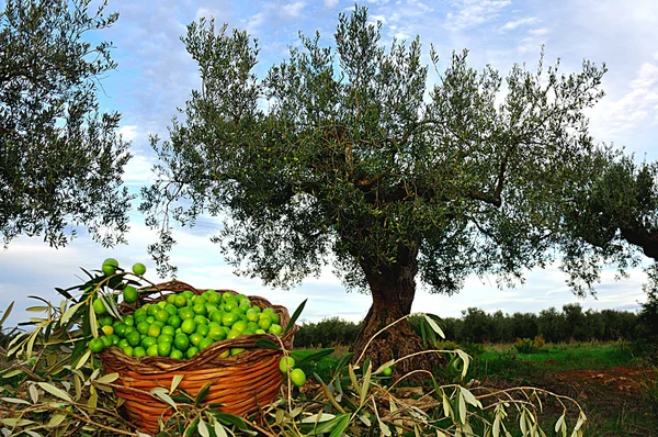 bir sepet zeytin zeytin ağacı