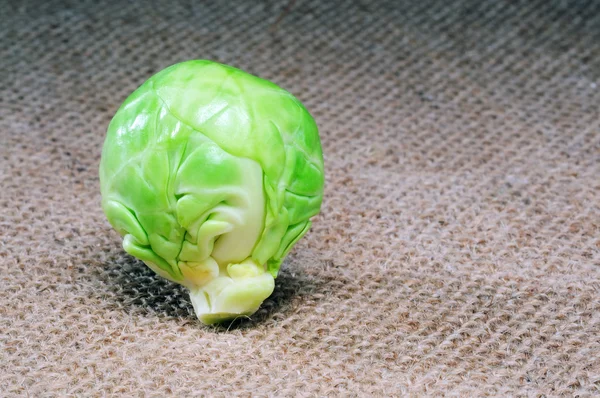 Kenevir Brüksel lahanası — Stok fotoğraf