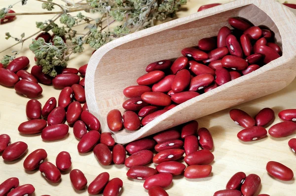 Closeup červené fazole — Stock fotografie