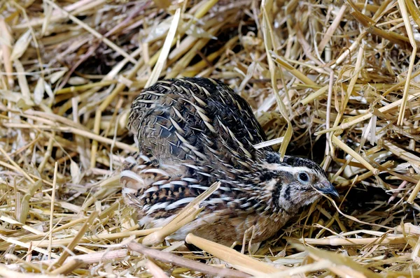 Chinese quail — Stock Photo, Image