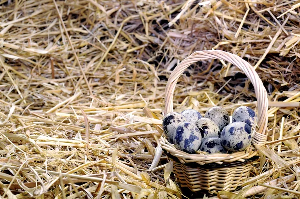 Huevos de codorniz — Foto de Stock