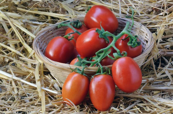 Tomatoes in a basket — Stock Photo, Image