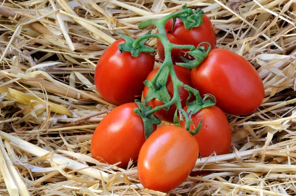 Tomatoes on straw — Stock Photo, Image