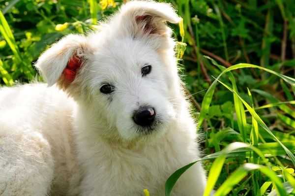 Cane cucciolo — Foto Stock