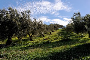 satır zeytin ağaçları