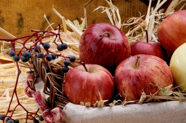 Äpfel auf Stroh — Stockfoto