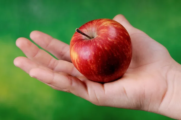 Litet äpple i handen — Stockfoto