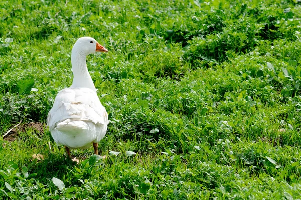 Oie domestique sur une prairie — Photo