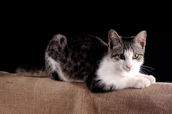 Sentado filhote gato — Fotografia de Stock