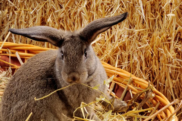 Coniglio giovane — Foto Stock