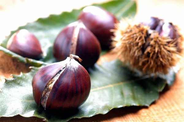 Chestnut on leaf — Stock Photo, Image