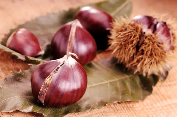 Chestnuts just harvested — Stock Photo, Image