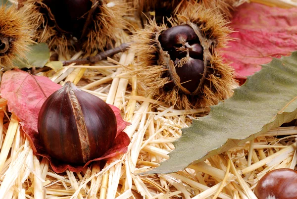 Castañas de otoño — Foto de Stock