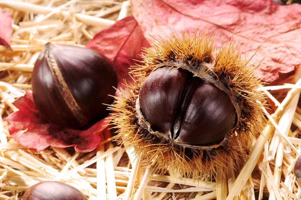 Chestnuts on leaves — Stock Photo, Image