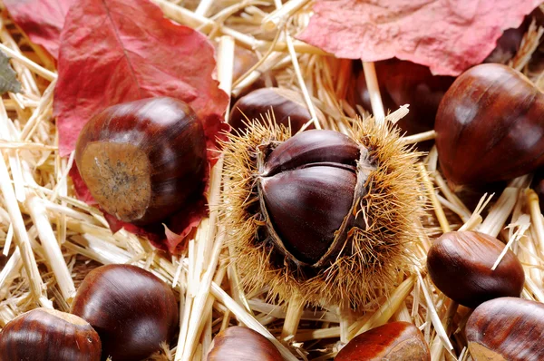 Chestnuts straw and leaves — Stock Photo, Image