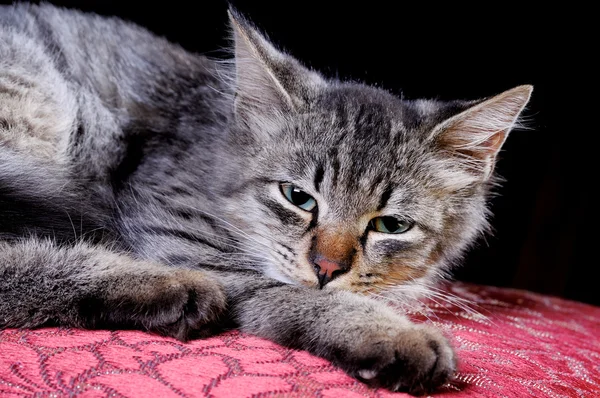 Gato jovem cinzento — Fotografia de Stock