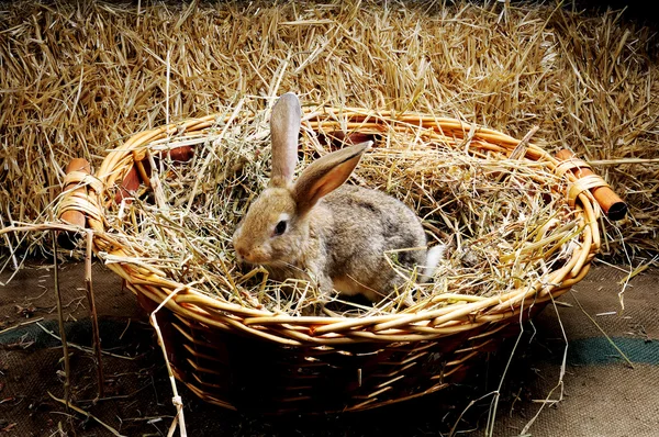 Rabbit in a basket — Stock Photo, Image