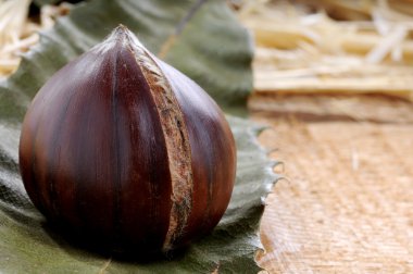 saman yaprak ve kestane