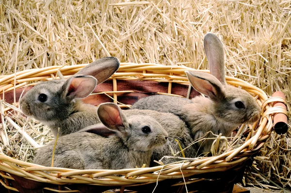 Bunny in een mand — Stockfoto