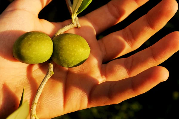 Grüne Oliven in der Hand — Stockfoto