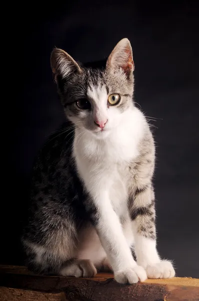 Puppy grey cat — Stock Photo, Image