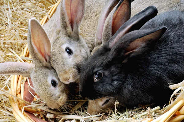 Rabbits in a basket — Stock Photo, Image
