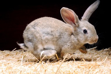 tavşan sürpriz atlama