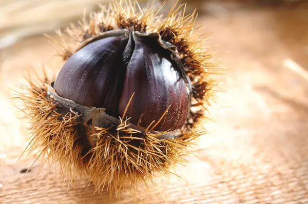 Kahverengi kestane — Stok fotoğraf