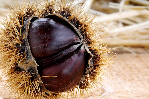 Edible chestnut on wood — Stock Photo, Image