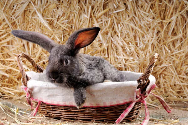 Cute young rabbit — Stock Photo, Image