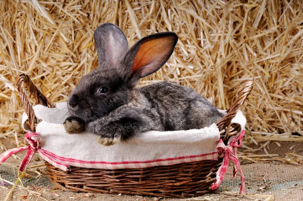 Bunny in basket — Stock Photo, Image