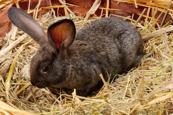 Black young rabbit — Stock Photo, Image