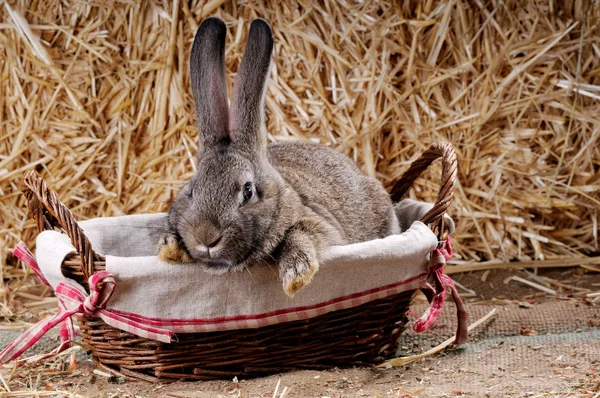 Grey young rabbit — Stock Photo, Image