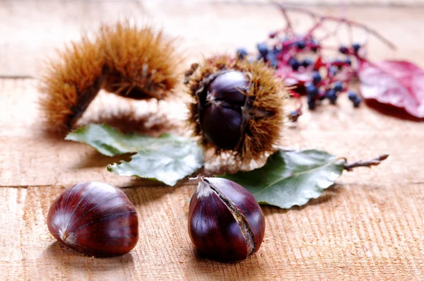 Castagne e castagne ricce — Foto Stock