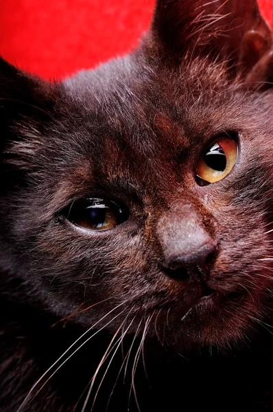 Gato cachorrinho preto — Fotografia de Stock