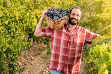 Üzüm bağında gülümseyen mutlu şarapçı.