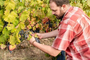 Saha işçisi üzüm topluyor.