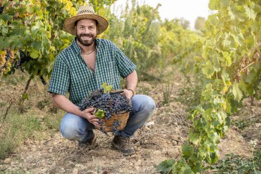 Üzüm bağında üzüm hasadı Gülümseyen genç çiftçi