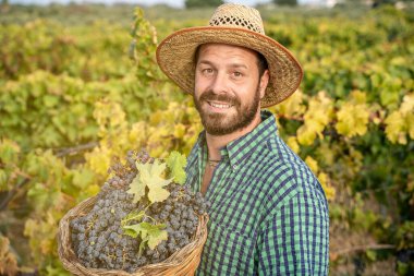 Bir demet üzümle tarlada kendine güvenen bir çiftçi