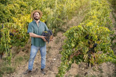 Genç hippi sakallı, gülümseyen çiftçi çocuk üzüm bağında çalışıyor.