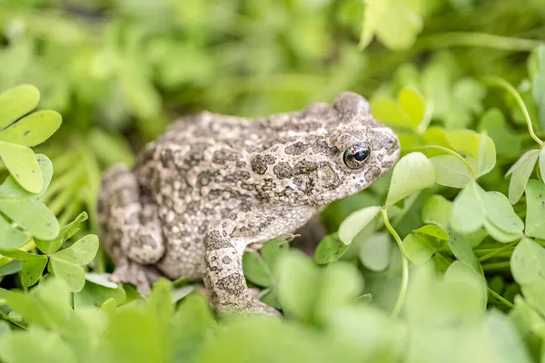 Doğadaki Çayırlarda Yaygın Bir Kurbağanın Seçici Odak Noktası Stok Resim