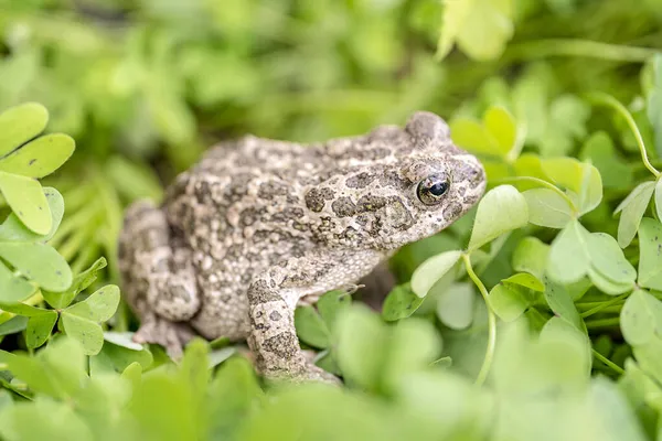 Selektiv Fokusbild Vanlig Padda Gräsmark Naturen Utomhus Stockbild