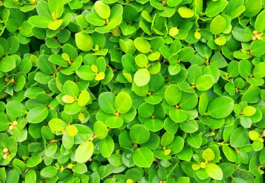 Taze yeşil yapraklar arka plan.