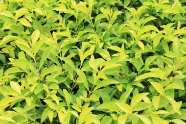 Taze yeşil yapraklar arka plan.